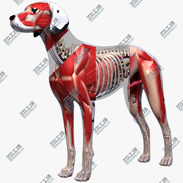 images/goods_img/20210313/Dog Anatomy (Textured)/1.jpg